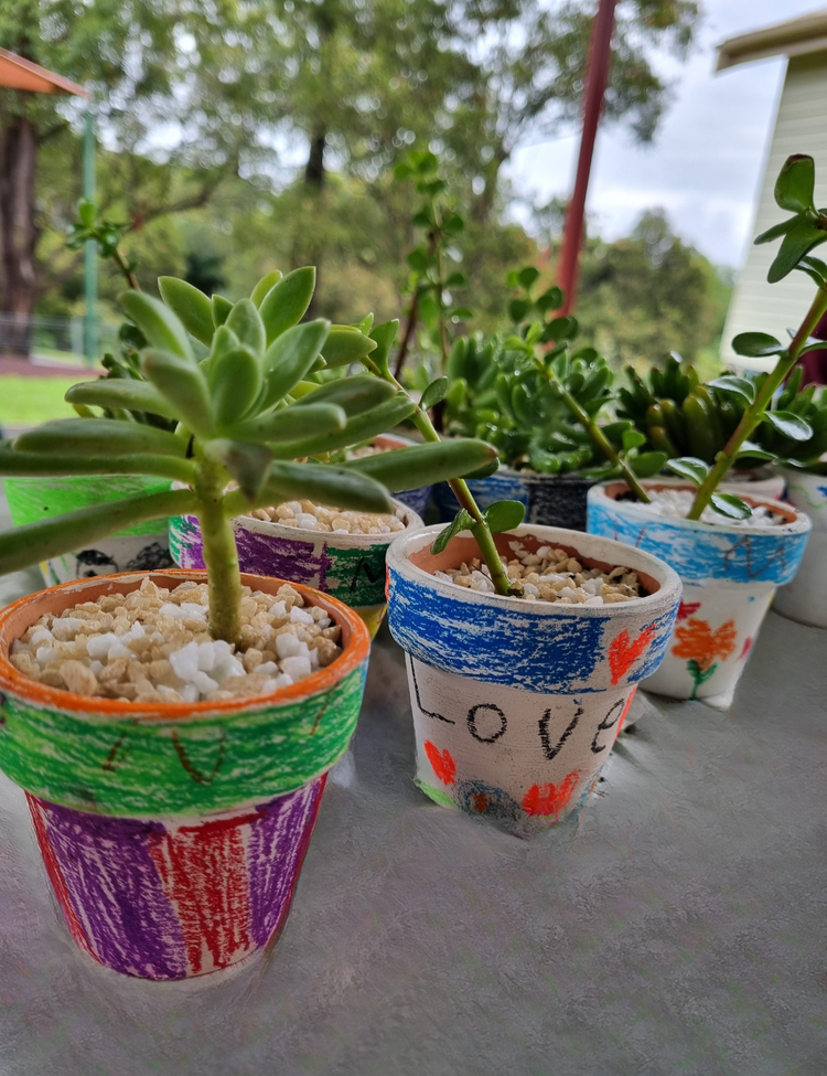Pot plants